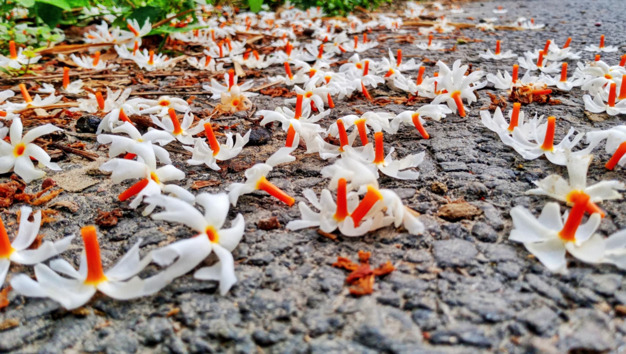 শিউলি ফুলের মিষ্টি সুবাসে মুগ্ধ পথচারী